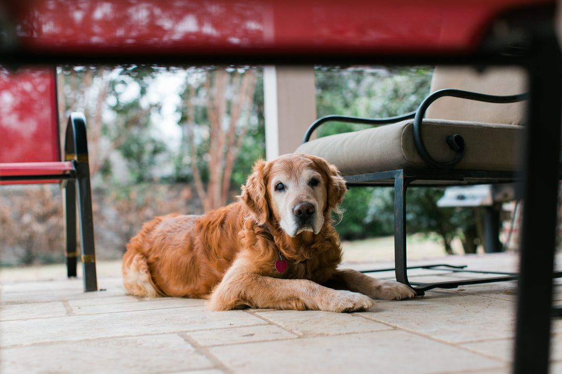 Signs of Arthritis in Dogs: How to Tell if Your Dog is Suffering