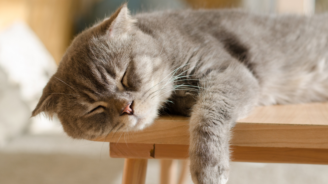 Why do cats sleep so much? (And should you be worried?)