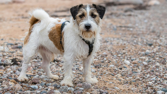 Luxating patella in dogs (explained by a vet)